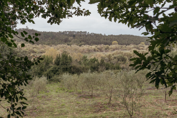 paul-arzila (1)